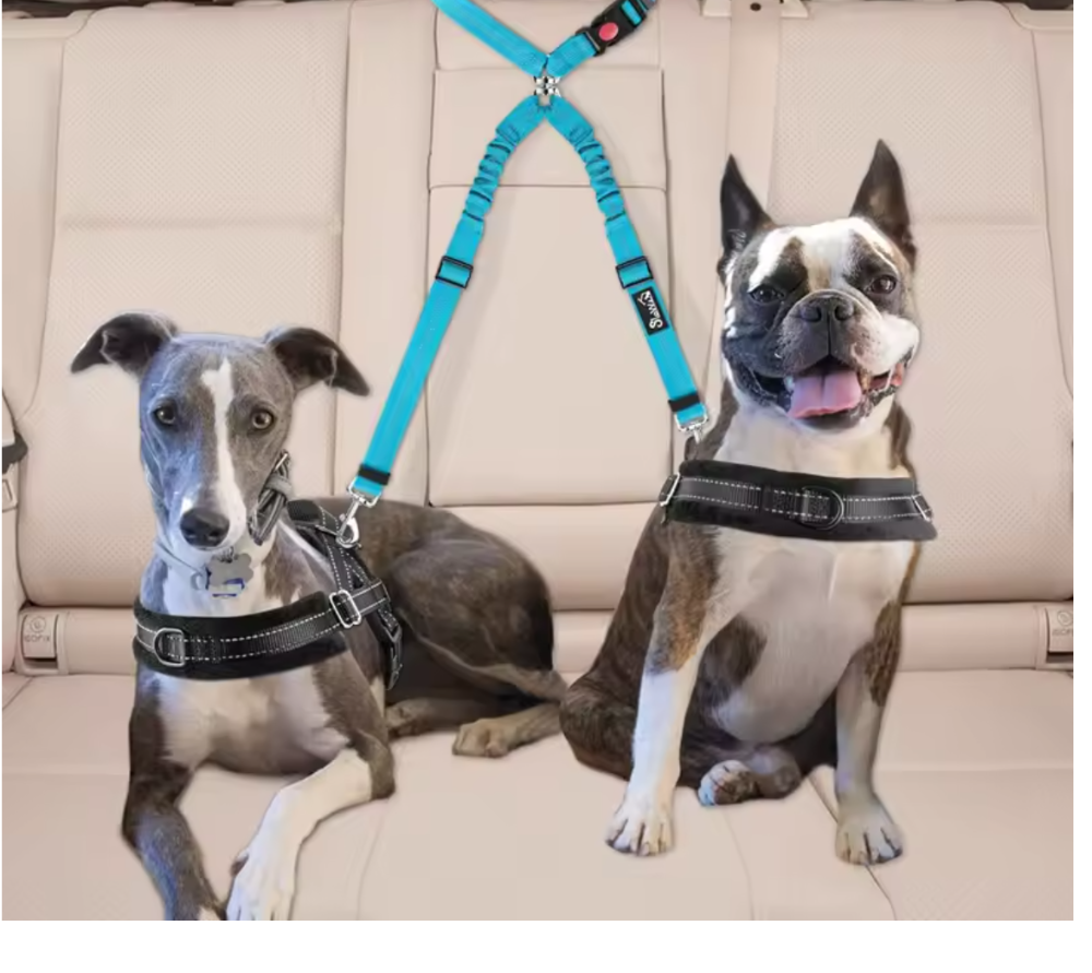 Perros con cinturón de seguridad