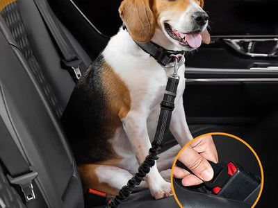 Arnés 2 en 1 para Perro — Cinturón de Seguridad Coche + Arnés Paseo | Ajustable Todas las Razas